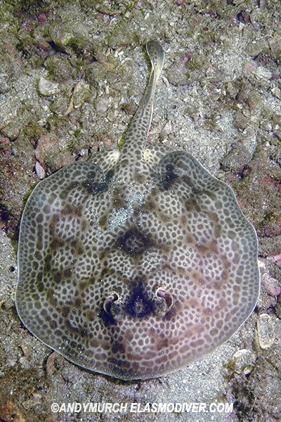 ripple leopard ray